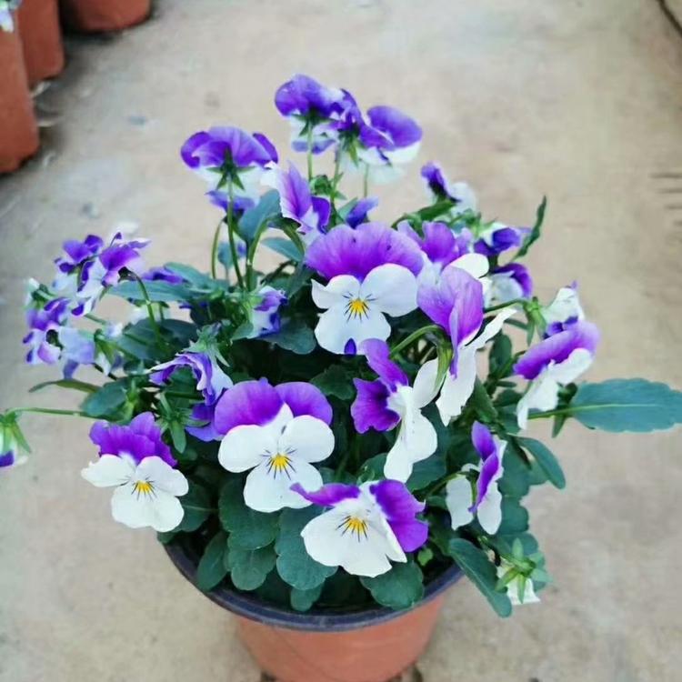 阳蝶花批发商  供应三色堇  蝴蝶花种植基地  猫脸花价格