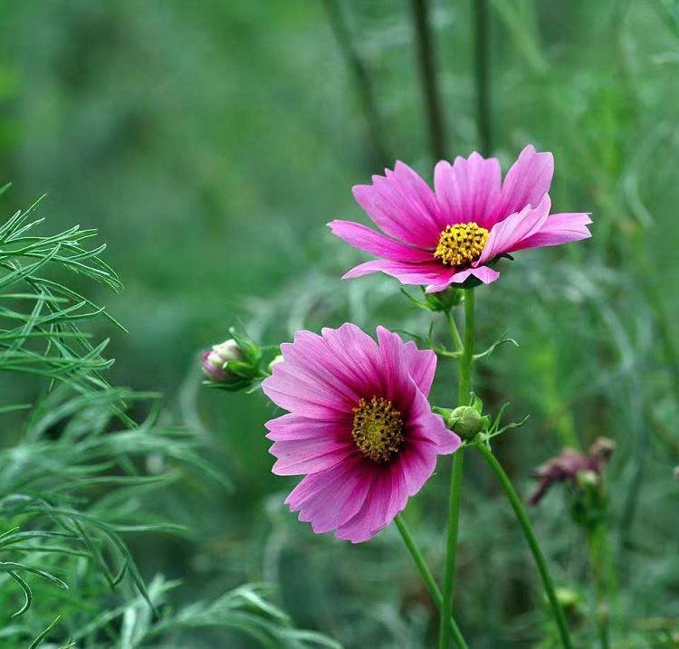 波斯菊种子 波斯菊苗 宿根花卉批发 格桑花批发报价