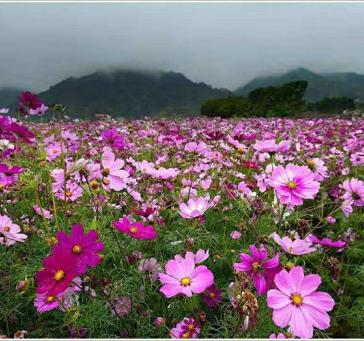 波斯菊 大量直销波斯菊小苗批发 格桑花基地