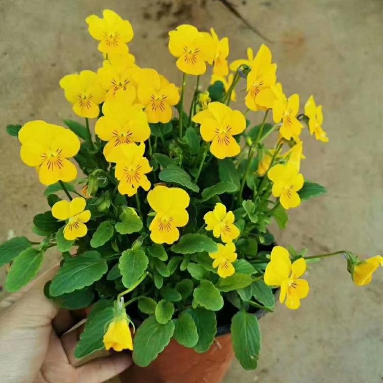 三色堇批发  四川三色堇种植基地  阳蝶花价格