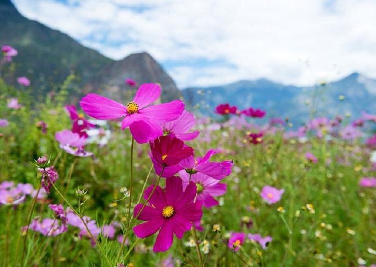 常年批发格桑花 矮株波斯菊 盆栽格桑花 波斯菊价格