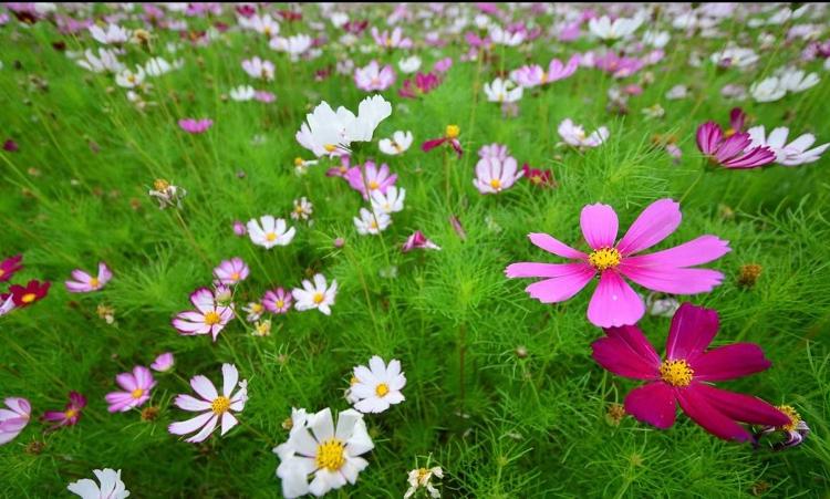 花海工程草花格桑花 格桑花批发  基地种植价格
