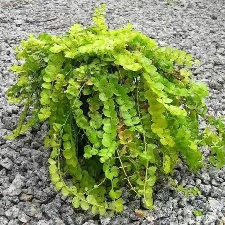 金叶过路黄 金钱草种植基地 批发基地金叶过路黄