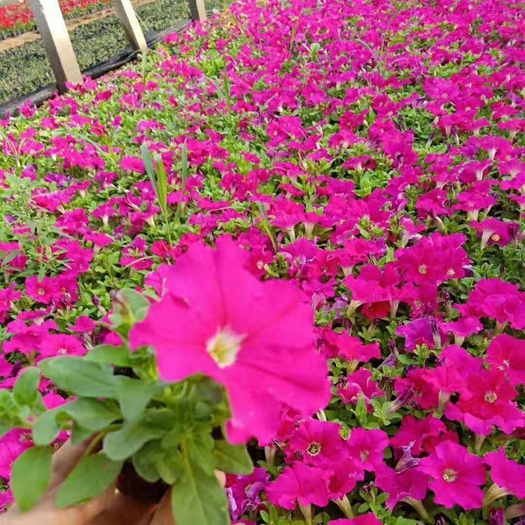 山东喇叭花批发价格  青州喇叭花种植基地  喇叭花供应商