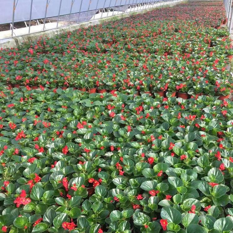 四季秋海棠价格 山东大量批发时令草花 四季海棠价格