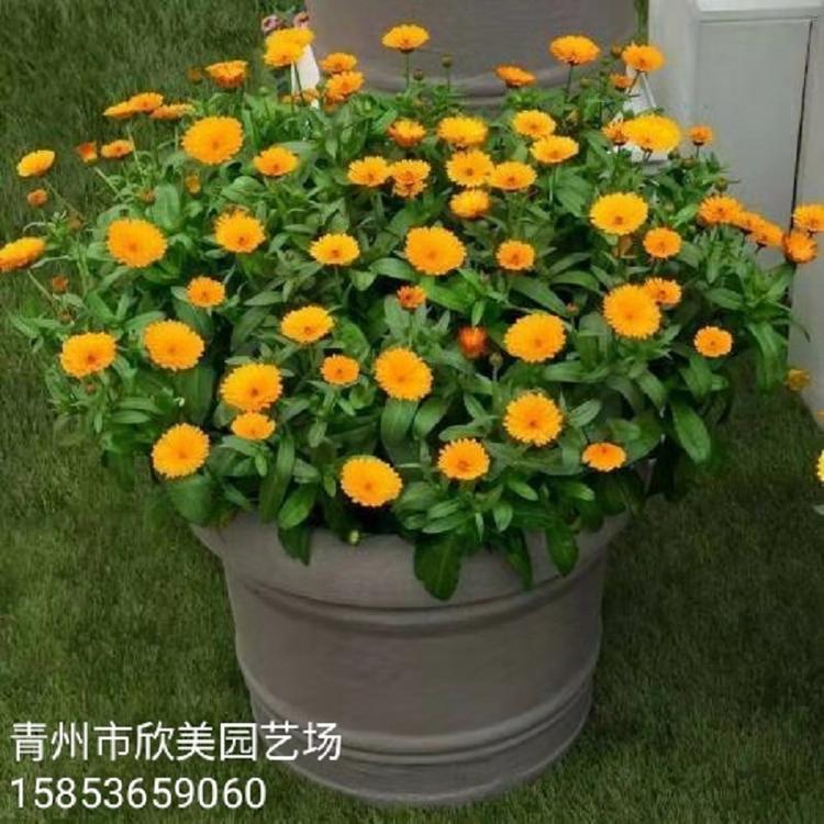 金盏菊金盏菊基地金盏菊种子金盏菊小苗