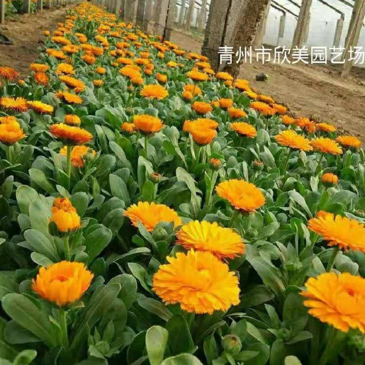金盏菊 山东金盏菊基地 草花种植培育价格