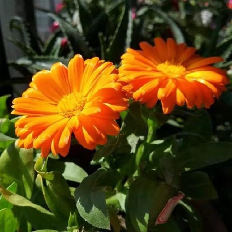 山东草花基地 欣美 金盏菊 耐寒草花 北方草花 四季草花供应基地