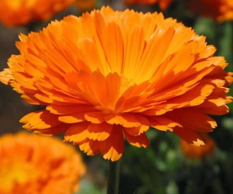 批发四季草花供应基地 金盏菊种子 金盏菊价格
