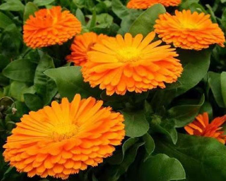 金盏菊 青州批发时令宿根草花 山东欣美-金盏菊价格
