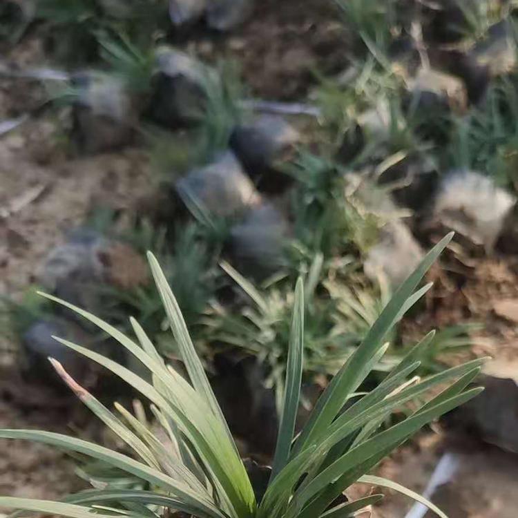青州麦冬种植基地