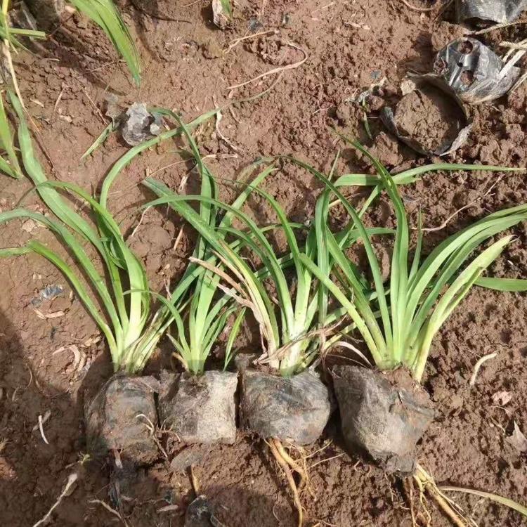 工程苗报价 金娃娃萱草基地批发  销售金娃娃萱草宅院种种植