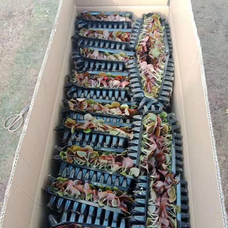 四季海棠穴盘苗 四季海棠穴盘苗价格 四季海棠穴盘苗基地