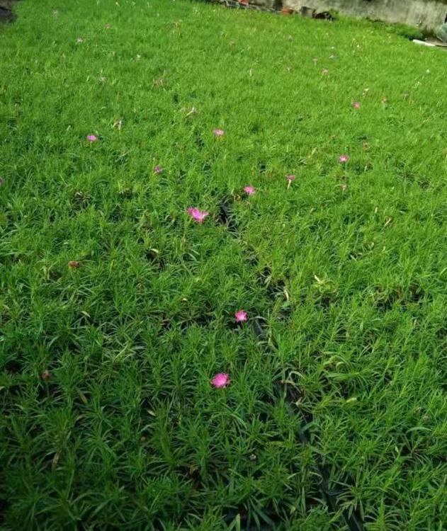 欧石竹穴盘小苗