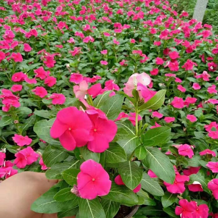 天天开批发价格