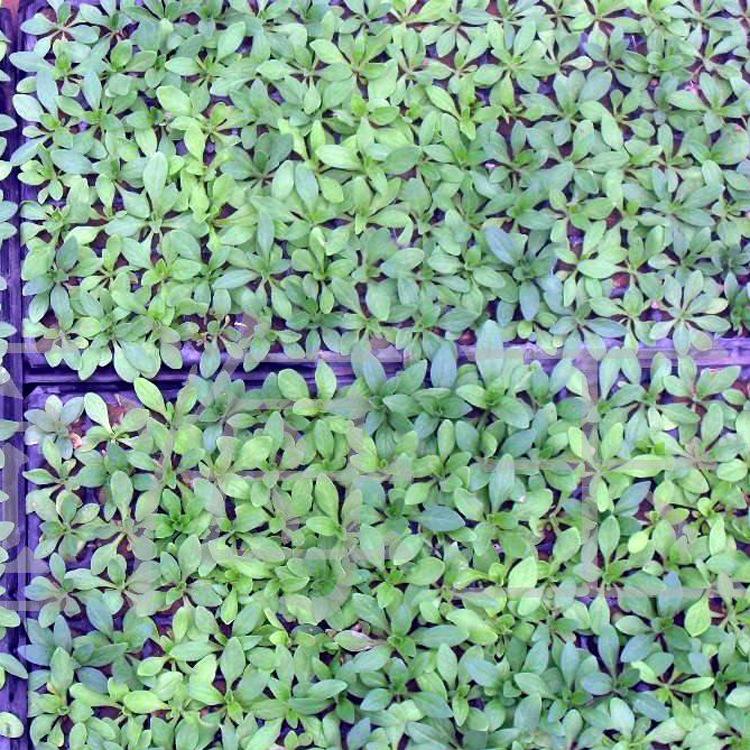 工程苗 草花 批发穴盘苗矮牵牛基地 穴盘种苗矮牵牛直销宅院草花