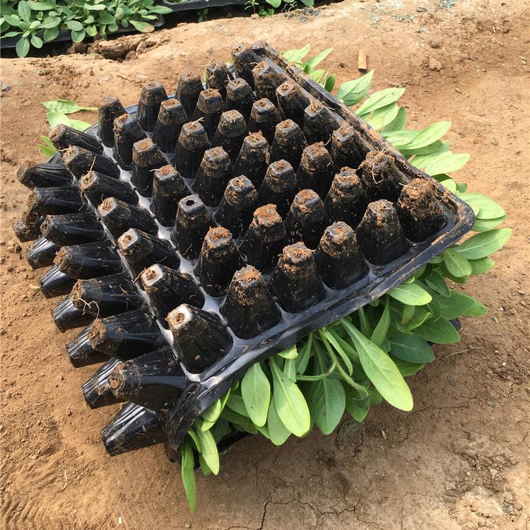 供应工地穴盘种苗 批发 穴盘种苗矮牵牛直销宅院草花.直销欧石竹种苗基地