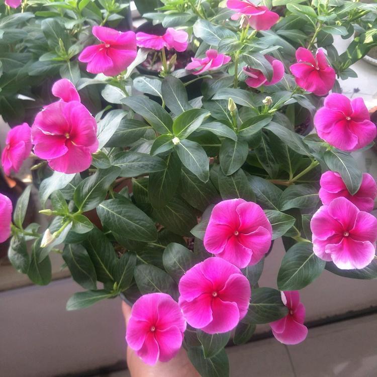 长春花 长春花价格 长春花批发