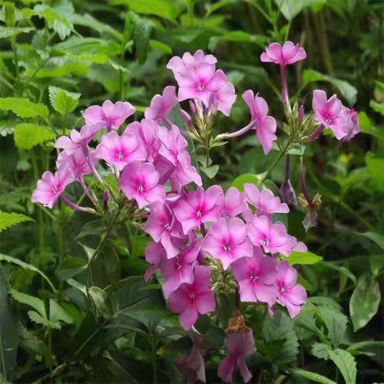 福禄考基地 福禄考种植基地 山东福禄考价格