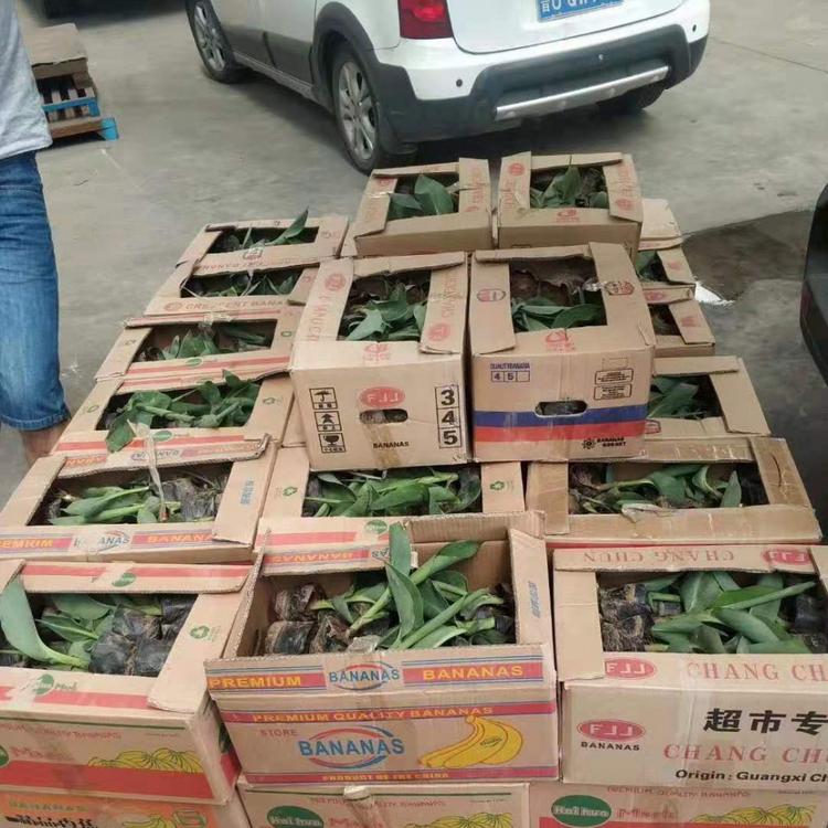 美人蕉   美人蕉小苗
