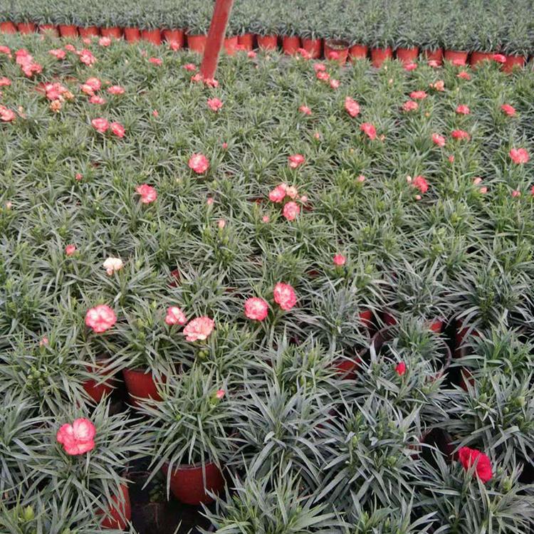 批发康乃馨【点击】凯洋 基地种植康乃馨