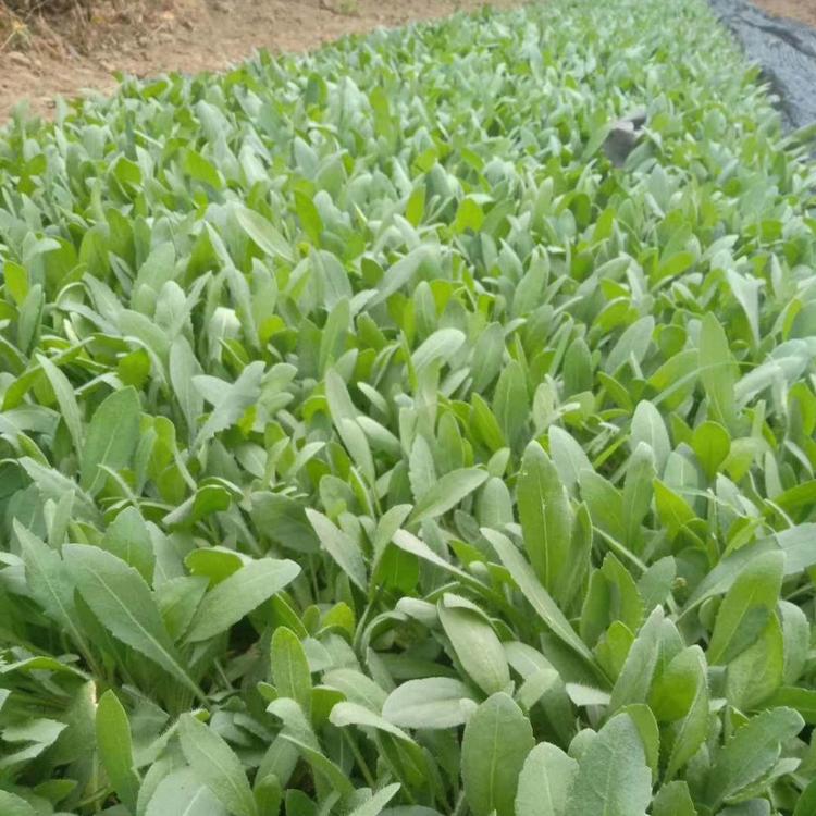 天人菊种植基地   天人菊