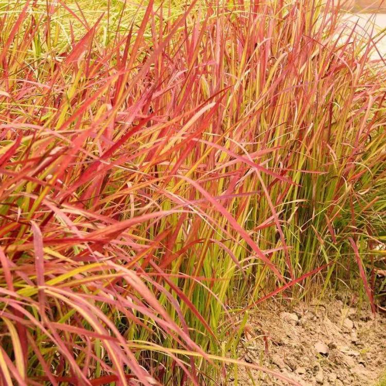 日本血草种植基地 血草供应商