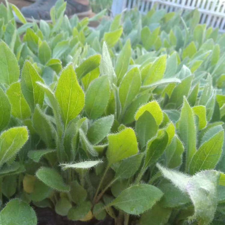 青州黑心菊直销基地  优质黑心菊