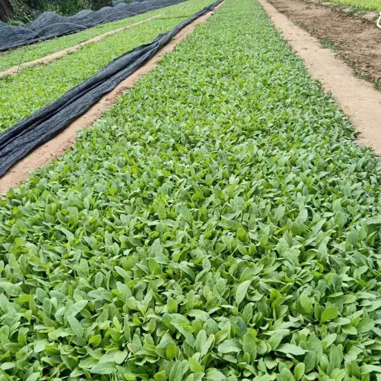青州地被鼠尾草直销基地