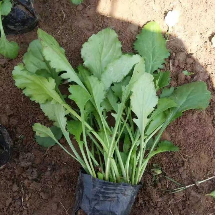 青州大滨菊种植基地  白花大滨菊