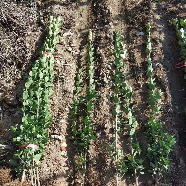 批发北海道小苗基地 工程专业树苗北海道树苗绿化