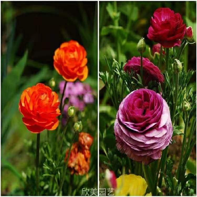 芹叶牡丹 青州芹叶牡丹批发 青州芹叶牡丹种植基地