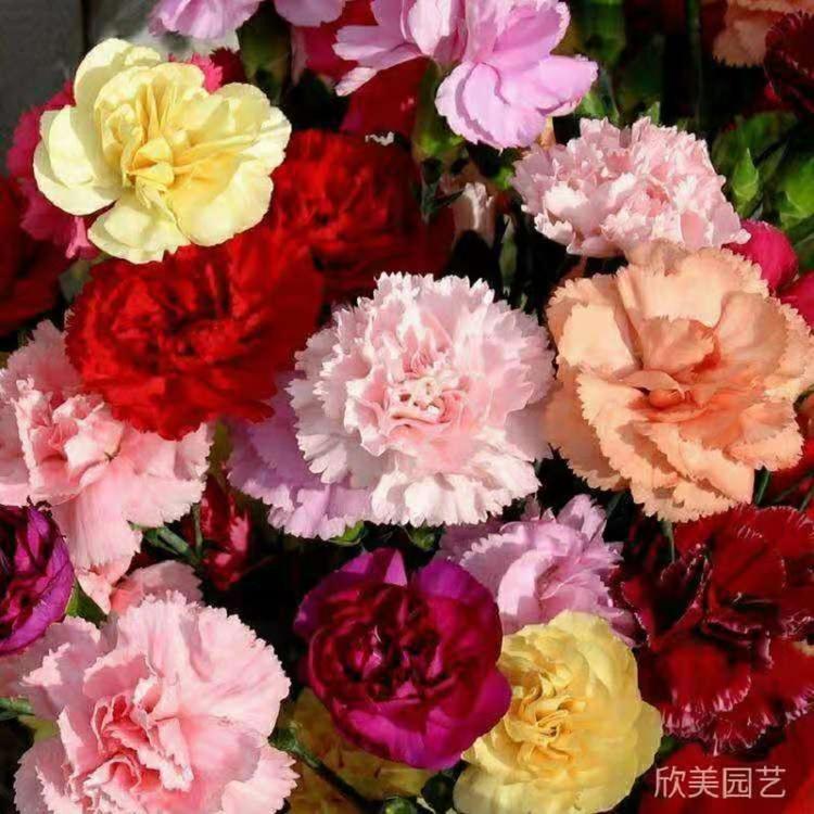 芹叶牡丹厂家 芹叶牡丹基地 芹叶牡丹价格