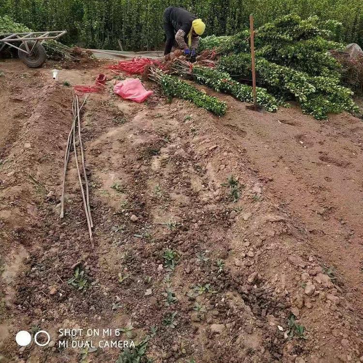 大量批发工程绿化北海道苗 园艺供应北海道