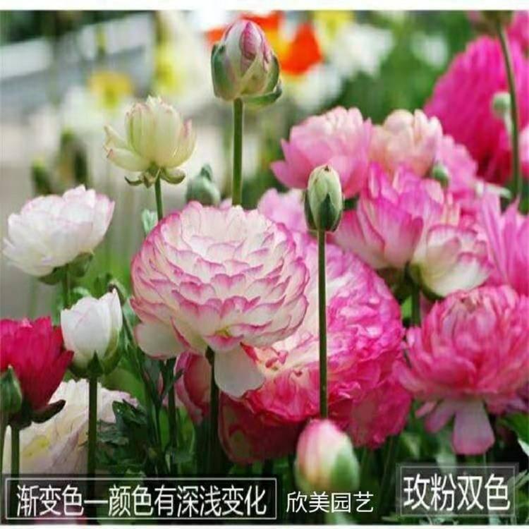 花卉基地芹叶牡丹供应商 花毛莨时令草花价格 欣美园艺