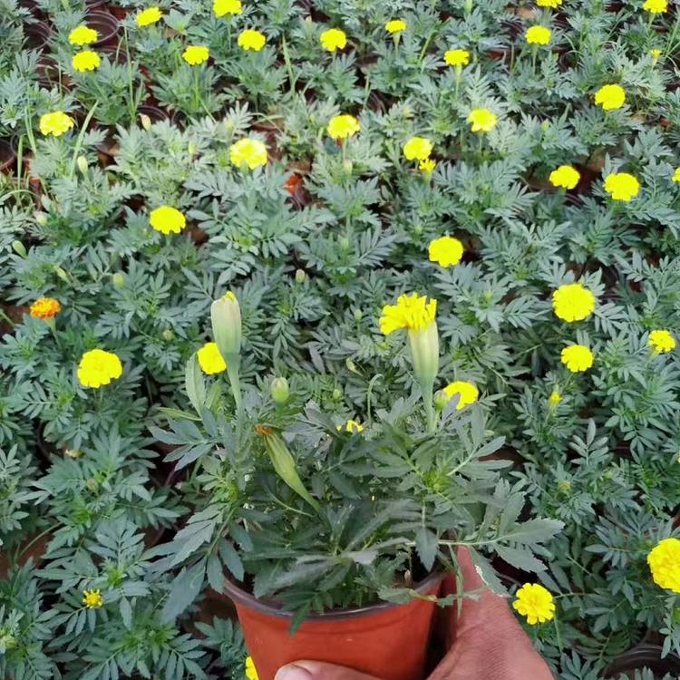 时令草花 橙色孔雀草 黄色孔雀草价格 孔雀草基地
