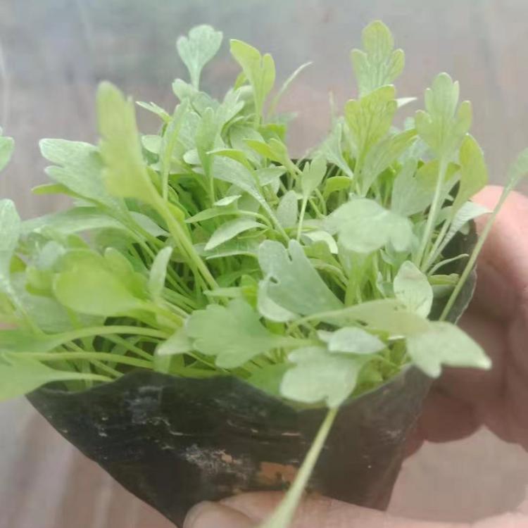 基地批发大滨菊小苗 千屈菜小苗  麦冬小苗 射干小苗