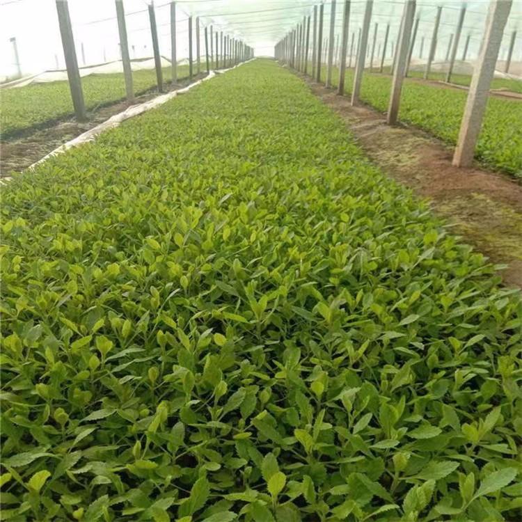 基地大量批发马鞭草小苗  麦冬小苗 射干小苗 工程小苗直销种植