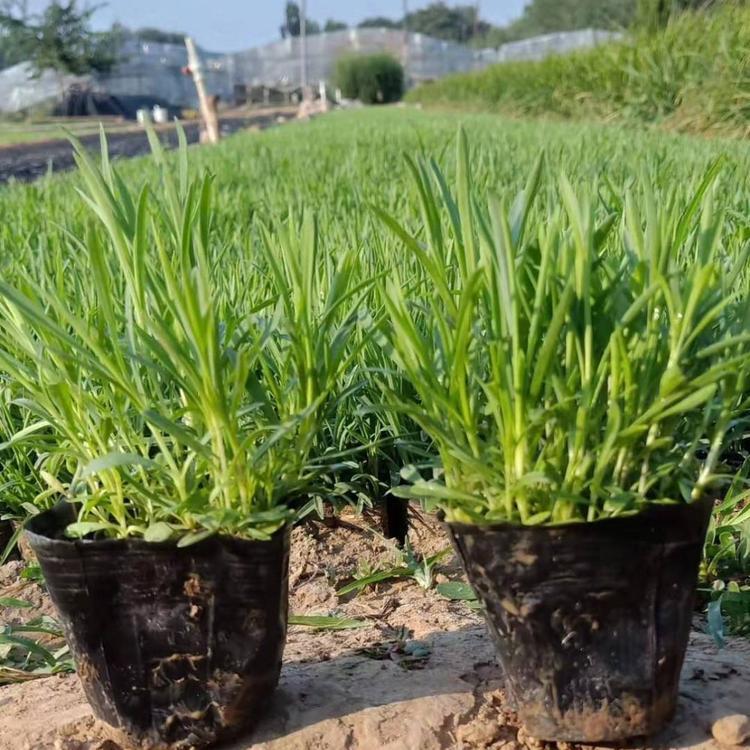 基地大量批发马鞭草小苗  麦冬小苗 石竹小苗 各种工程小苗直销种植