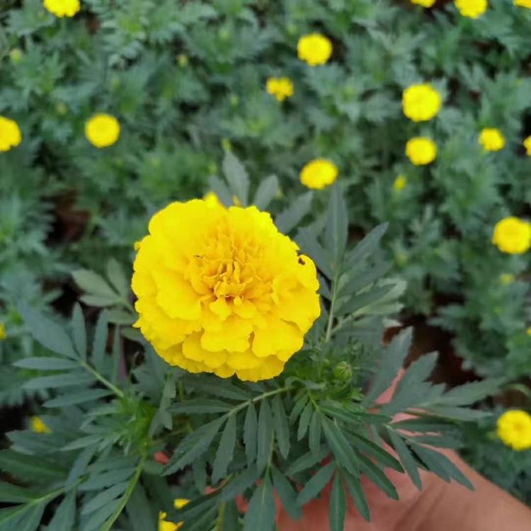 孔雀草批发价格  山东孔雀草供应商  孔雀草种植基地 红黄草大量批发