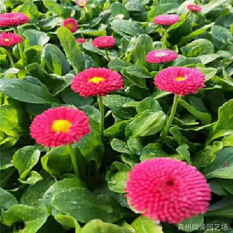 雏菊花盆栽 春菊价格 太阳菊花苗 花卉植物马头兰花批发