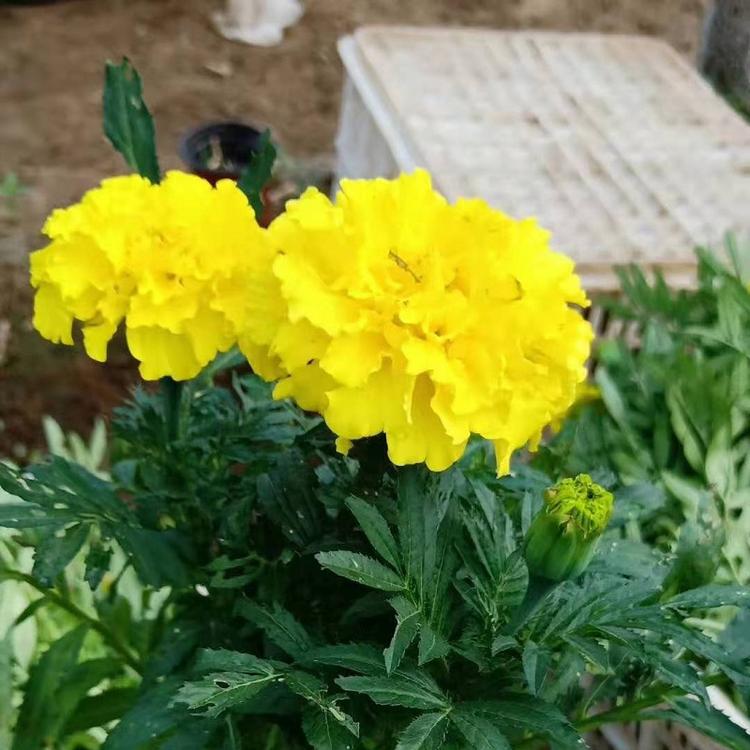 红色孔雀草批发  黄色孔雀草价格  橙色孔雀草供应商