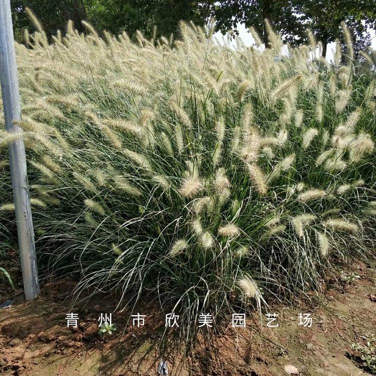 东方狼尾草批发 小兔子狼尾草价格 白穗狼尾草基地 紫穗狼尾草供应商