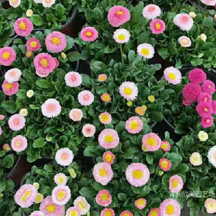 雏菊 山东雏菊一手货源 各种宿根花卉大量供应批发价格