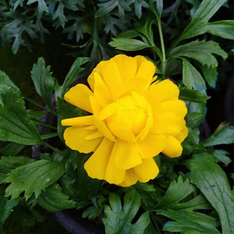 芹叶牡丹批发 山东芹叶牡丹供应商