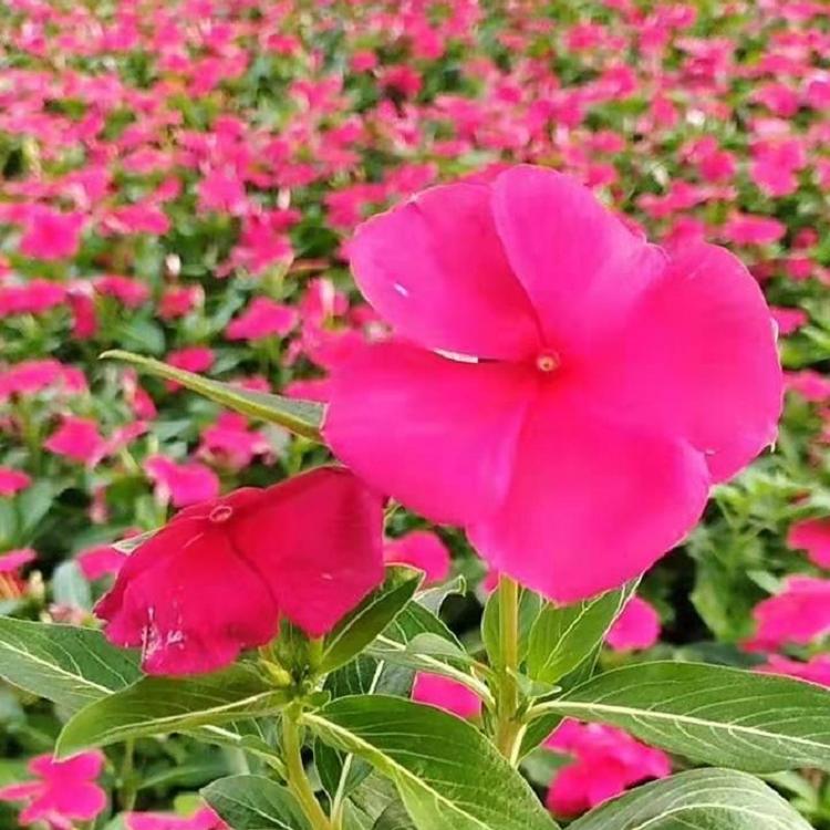 批发各种时令草花基地 夏堇花 孔雀草花海.天天开草花
