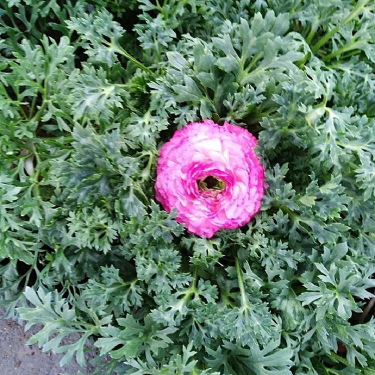 基地种植芹叶牡丹 芹叶牡丹培育基地