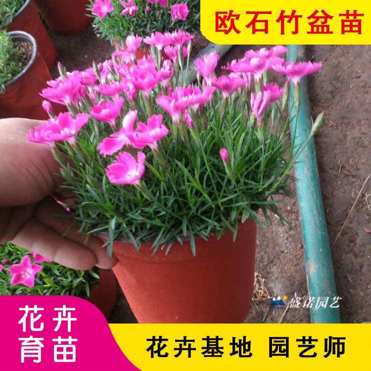 欧石竹草坪 欧石竹苗 欧石竹盆苗 欧石竹小苗 欧石竹成品苗  欧石竹花卉基地