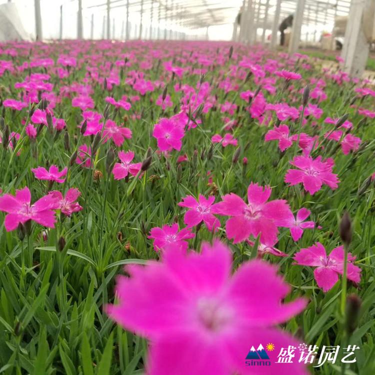 欧石竹批发基地 欧石竹营养杯苗 欧石竹皮桶苗 欧石竹小苗  欧石竹花卉基地