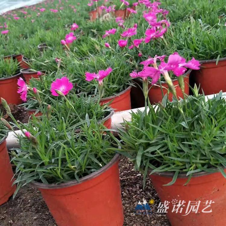 大盆欧石竹 山东草花生产基地 欧石竹小苗的价格 欧石竹容器苗 欧石竹引种 青州欧石竹